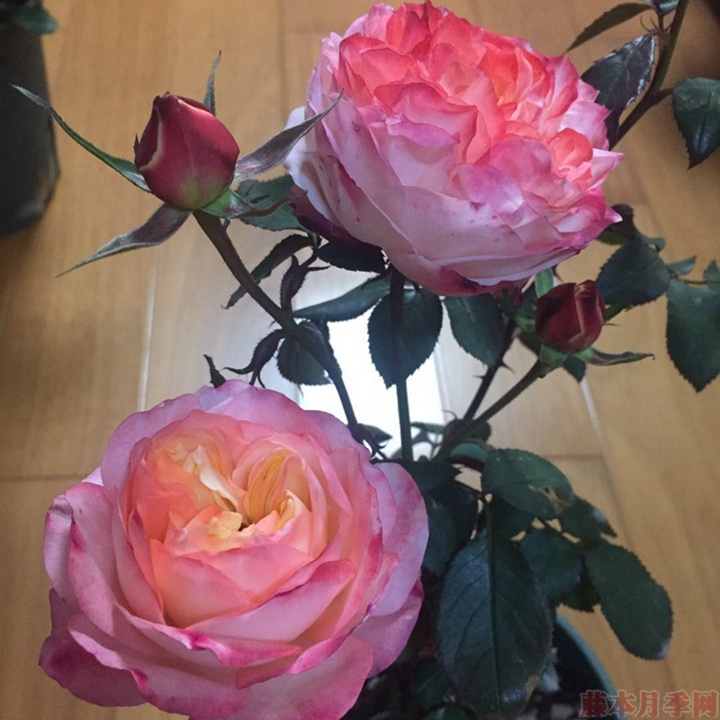 苹果运气 苹果运气