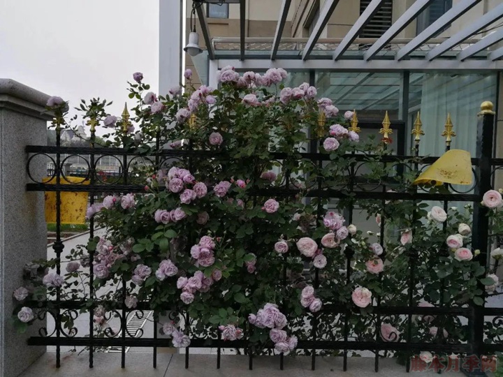 蓝色阴雨 蓝色阴雨