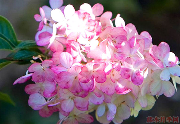 香草草莓 香草草莓