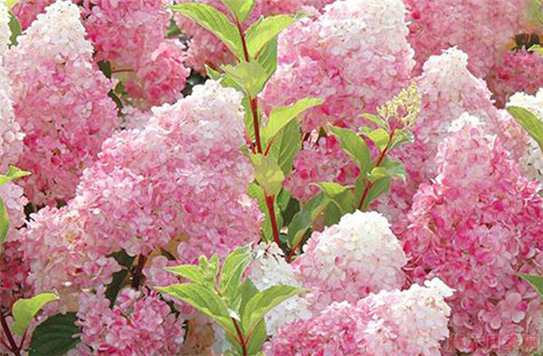 香草草莓 香草草莓