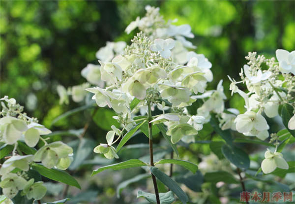 芭型明迪 芭型明迪