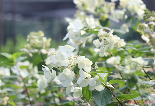 芭型明迪 芭型明迪