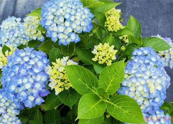 绣球宝石 绣球宝石