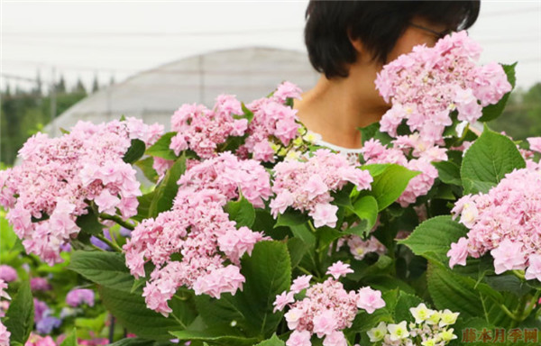 婚礼花束 婚礼花束