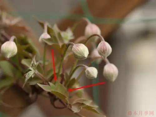 铁线莲的花后修剪 铁线莲的花后修剪