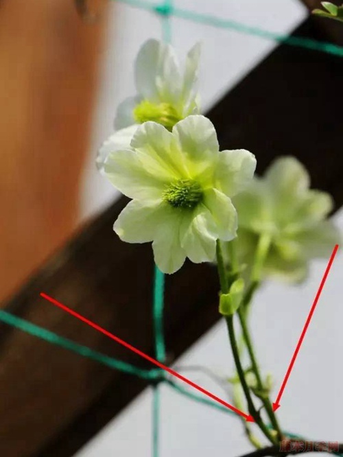 铁线莲的花后修剪 铁线莲的花后修剪