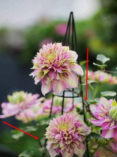铁线莲的花后修剪 铁线莲的花后修剪