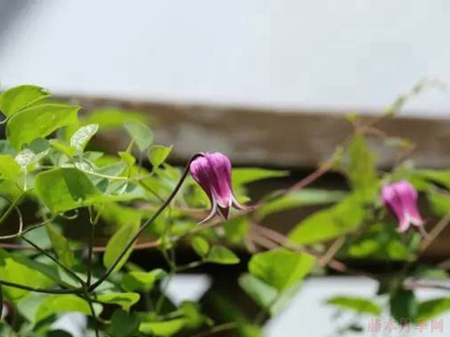 铁线莲的花后修剪 铁线莲的花后修剪