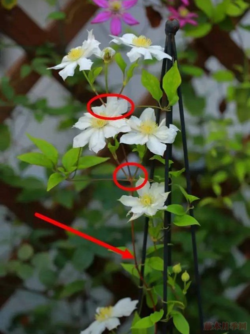 铁线莲的花后修剪 铁线莲的花后修剪