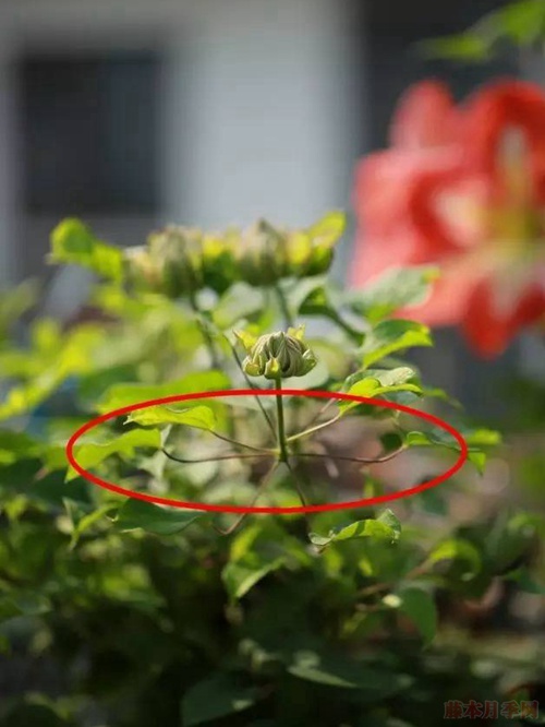 铁线莲的花后修剪 铁线莲的花后修剪