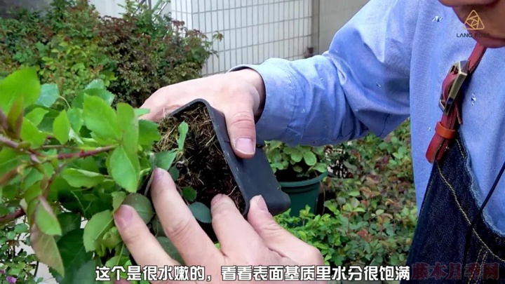 叶片卷曲、烧焦是怎么回事,如何挽救? 叶片卷曲、烧焦是怎么回事,如何挽救?