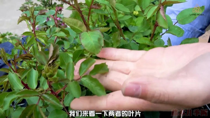 叶片卷曲、烧焦是怎么回事,如何挽救? 叶片卷曲、烧焦是怎么回事,如何挽救?