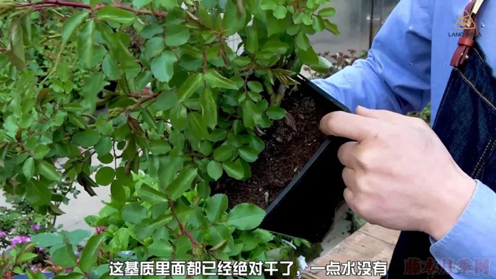 叶片卷曲、烧焦是怎么回事,如何挽救? 叶片卷曲、烧焦是怎么回事,如何挽救?