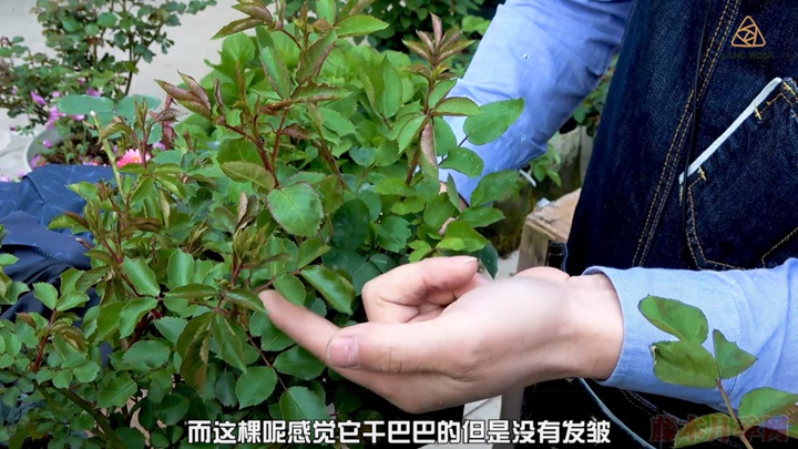 叶片卷曲、烧焦是怎么回事,如何挽救? 叶片卷曲、烧焦是怎么回事,如何挽救?