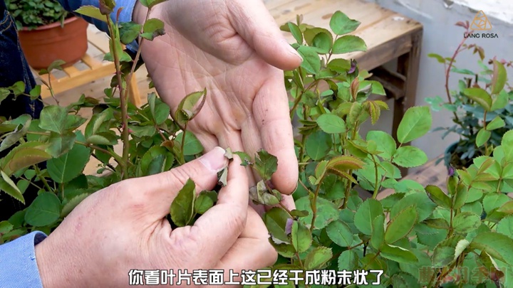 叶片卷曲、烧焦是怎么回事,如何挽救? 叶片卷曲、烧焦是怎么回事,如何挽救?