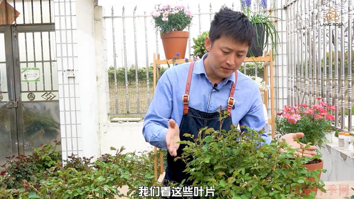叶片卷曲、烧焦是怎么回事,如何挽救? 叶片卷曲、烧焦是怎么回事,如何挽救?