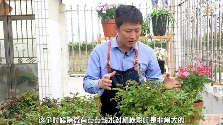 叶片卷曲、烧焦是怎么回事,如何挽救? 叶片卷曲、烧焦是怎么回事,如何挽救?