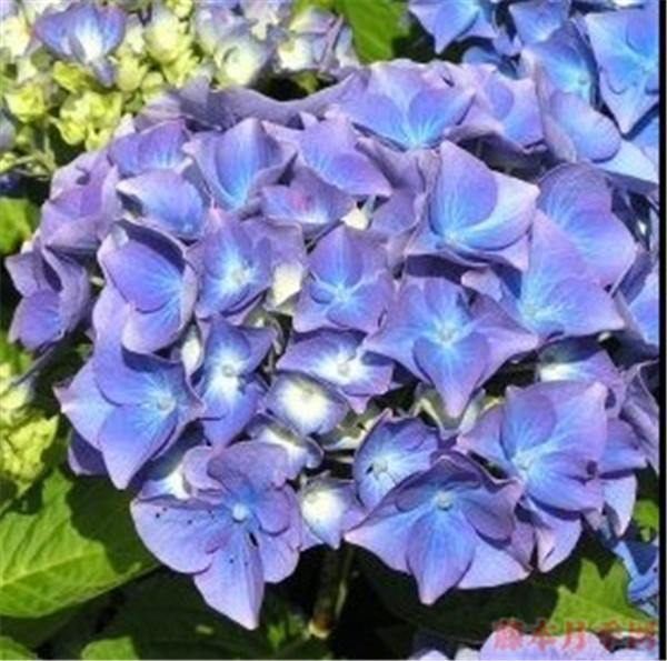 马雷夏尔 马雷夏尔