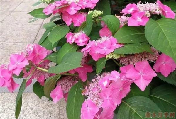 舞伎 舞伎