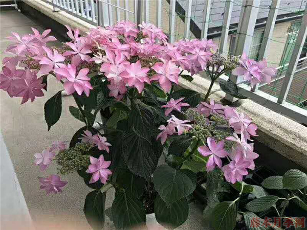 快乐舞会 快乐舞会