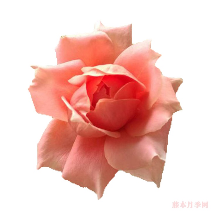 煎饼磨坊 煎饼磨坊
