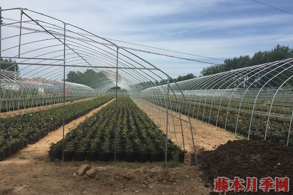 月季苗批发价格 月季苗批发价格