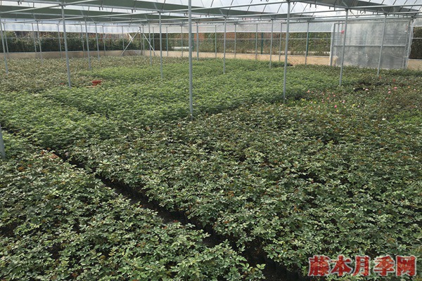 月季苗批发价格 月季苗批发价格
