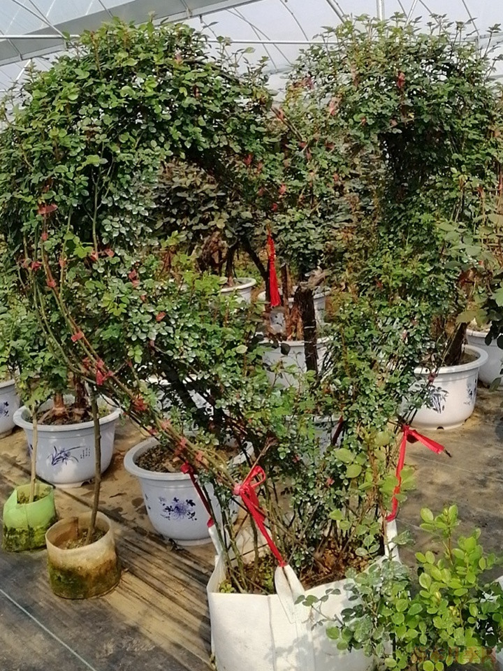 造型月季 造型月季