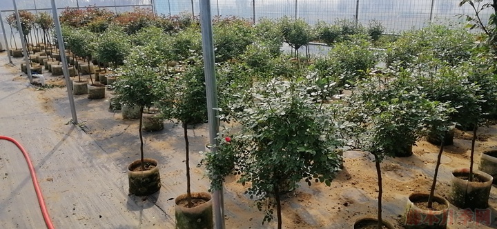 造型月季 造型月季