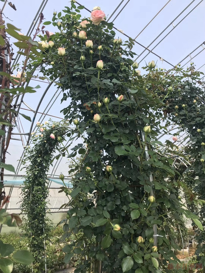 造型月季 造型月季