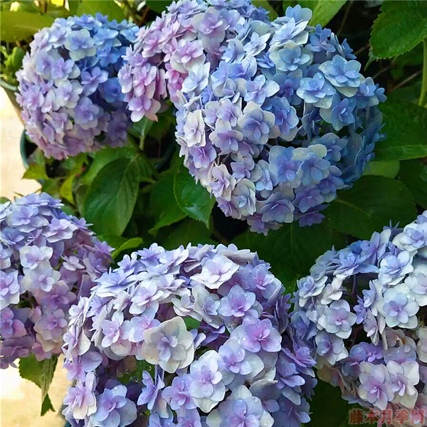 花宝 花宝