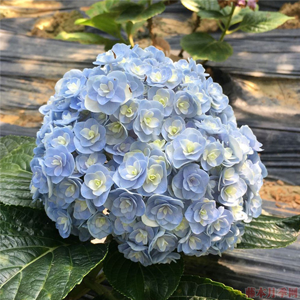 花宝 花宝