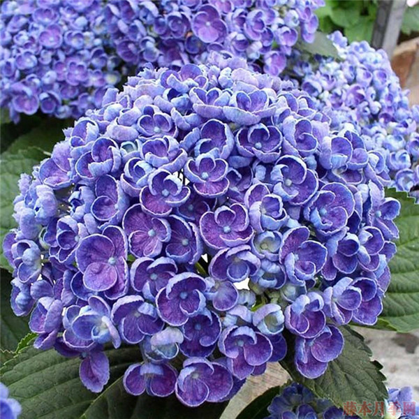 爆米花 爆米花