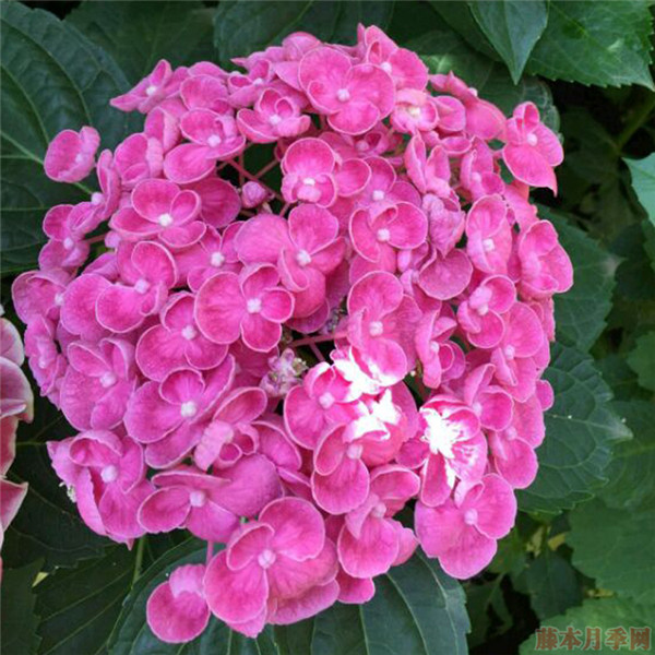 爆米花 爆米花