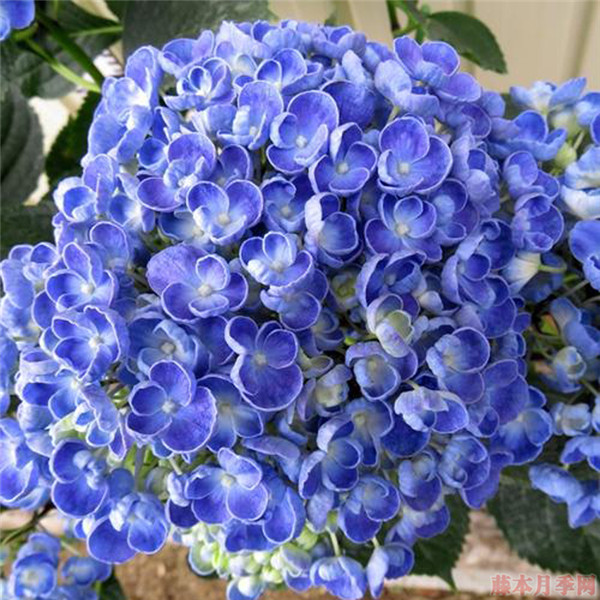 爆米花 爆米花