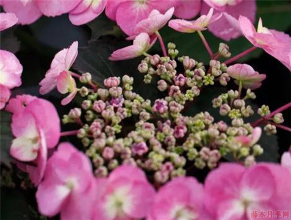 棉花糖绣球 棉花糖绣球