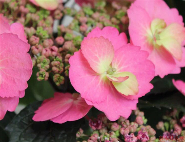 棉花糖绣球 棉花糖绣球
