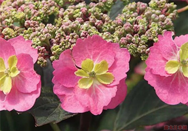 棉花糖绣球 棉花糖绣球