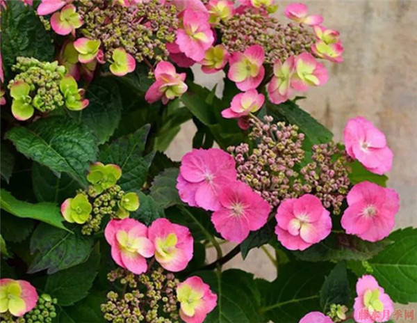 棉花糖绣球 棉花糖绣球