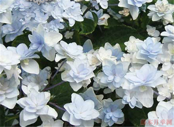 星花火 星花火