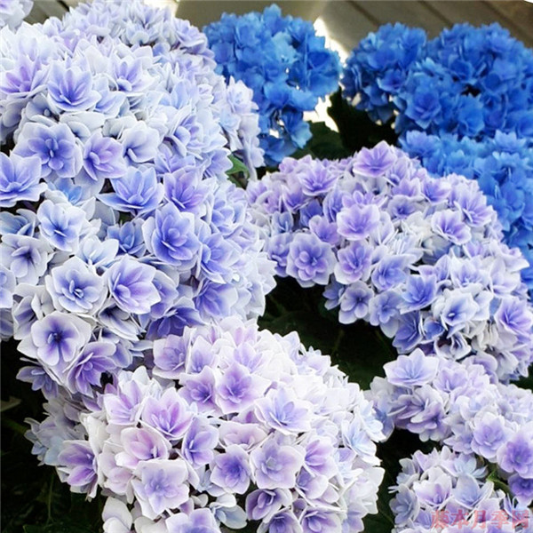 夏洛特公主 夏洛特公主