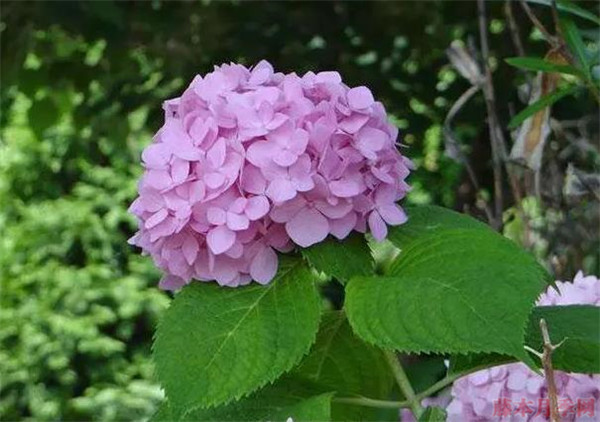 绣球花玫红妈妈和无尽夏区别? 绣球花玫红妈妈和无尽夏区别?