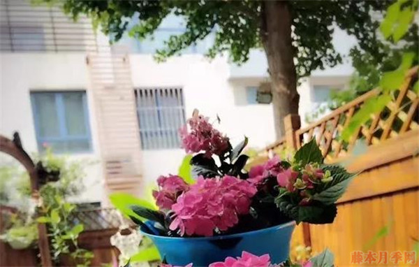 绣球花玫红妈妈和无尽夏区别? 绣球花玫红妈妈和无尽夏区别?