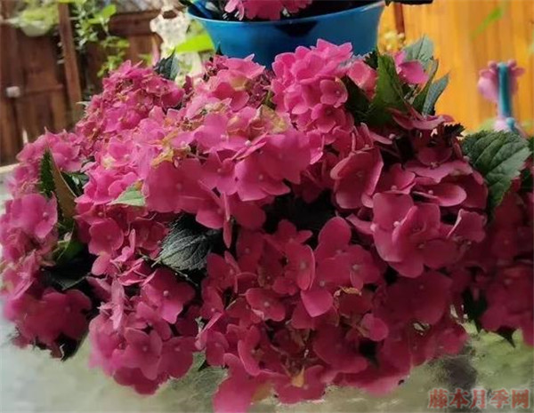 绣球花玫红妈妈和无尽夏区别? 绣球花玫红妈妈和无尽夏区别?