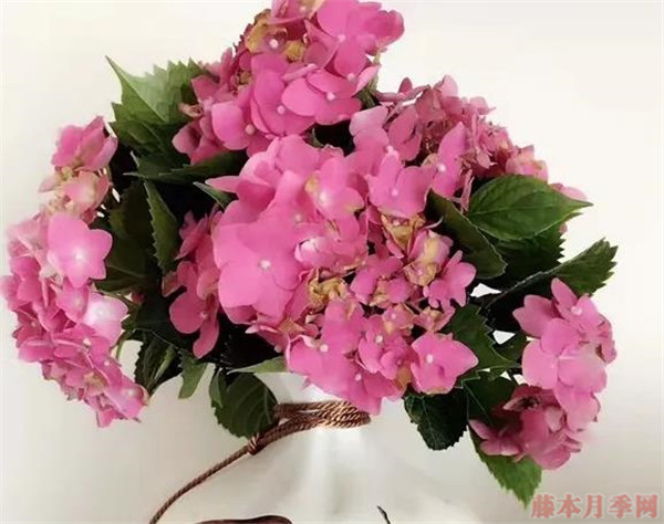 绣球花玫红妈妈可以调色吗? 绣球花玫红妈妈可以调色吗?