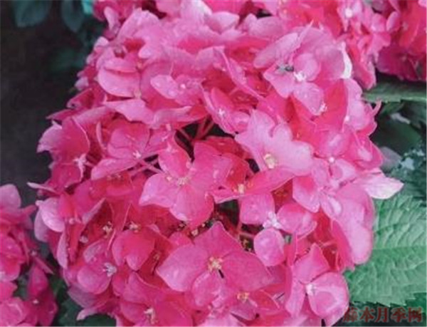 绣球花玫红妈妈可以调色吗? 绣球花玫红妈妈可以调色吗?