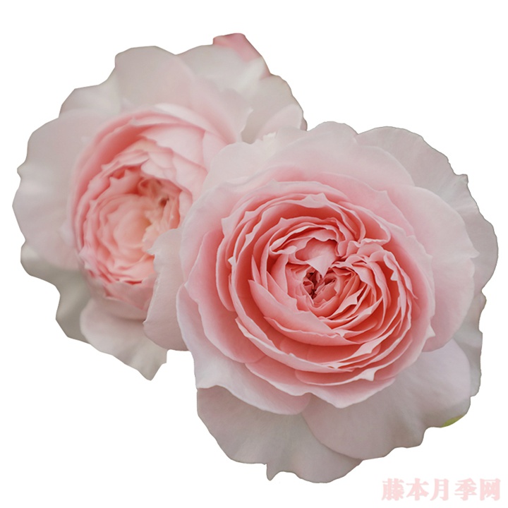 忘忧 忘忧