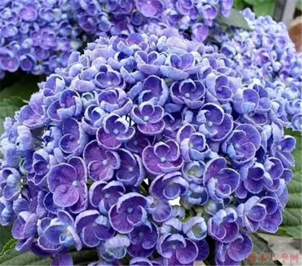 爆米花 爆米花