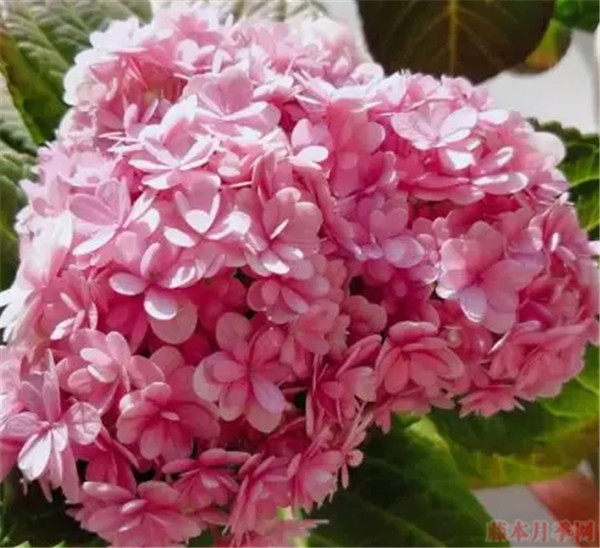 花手鞠 花手鞠