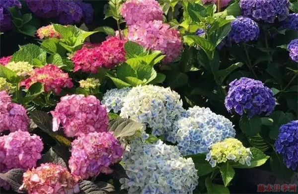 绣球花为什么会变色 绣球花变色的原理是什么 绣球花为什么会变色 绣球花变色的原理是什么